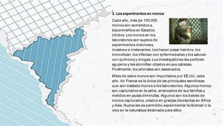 3. Losexperimentosen monos
Cada año, más de 100.000
monos son sometidos a
experimentos en Estados
Unidos. Los monos en los
laboratorios son sujetos de
experimentos dolorosos,
invasivos e irrelevantes. Los hacen pasar hambre, los
inmovilizan, los infectan con enfermedades y los saturan
con químicos y drogas. Los investigadores les perforan
agujeros y les atornillan objetos en sus cabezas.
Finalmente, los animales son asesinados.
Miles de estos monos son importados por EE.UU. cada
año. Air France es la única de las principales aerolíneas
que aún traslada monos a los laboratorios. Algunos monos
son capturados en la selva, arrancados de sus familias y
metidos en jaulas diminutas. Algunos son los bebés de
monos capturados, criados en granjas decrépitas en África
y Asia. Nunca les es permitido experimentar la libertad o la
vida en la naturaleza destinada para ellos.
 