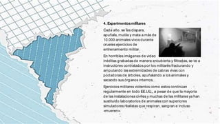 4. Experimentosmilitares
Cada año, se les dispara,
apuñala, mutila y mata a más de
10.000 animales vivos durante
crueles ejercicios de
entrenamiento militar.
En horribles imágenes de video
inéditas grabadas de manera encubierta y filtradas, se ve a
instructores contratados por los militares fracturando y
amputando las extremidades de cabras vivas con
podadoras de árboles, apuñalando a los animales y
sacando sus órganos internos.
Ejercicios militares violentos como estos continúan
regularmente en todo EE.UU., a pesar de que la mayoría
de las instalaciones civiles y muchas de las militares ya han
sustituido laboratorios de animales con superiores
simuladores realistas que respiran, sangran e incluso
«mueren».
 
