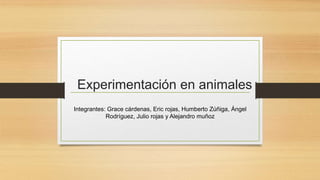 Experimentación en animales
Integrantes: Grace cárdenas, Eric rojas, Humberto Zúñiga, Ángel
Rodríguez, Julio rojas y Alejandro muñoz
 