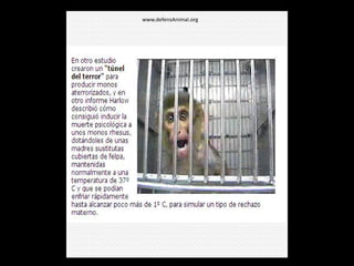www.defensAnimal.org