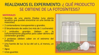 REALIZAMOS EL EXPERIMENTO: ¿ QUÉ PRODUCTO
SE OBTIENE DE LA FOTOSÍNTESIS?
MATERIALES
• Ramitas de una planta Elodea (una planta
acuática que puedes encontrar en una tienda de
mascotas)
• 2 contenedores transparentes y grandes.
• El bicarbonato de sodio (no más de 1 cucharada)
• 2 embudos grandes (deben ser lo
suficientemente pequeños para caber dentro del
contenedor grande)
• 2 probetas (deben caber en el extremo del
embudo)
• Una fuente de luz: la luz del sol o, al menos, un
foco.
• Agua
• Unos guantes
 