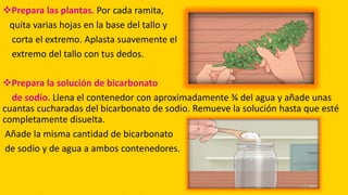 Prepara las plantas. Por cada ramita,
quita varias hojas en la base del tallo y
corta el extremo. Aplasta suavemente el
extremo del tallo con tus dedos.
Prepara la solución de bicarbonato
de sodio. Llena el contenedor con aproximadamente ¾ del agua y añade unas
cuantas cucharadas del bicarbonato de sodio. Remueve la solución hasta que esté
completamente disuelta.
Añade la misma cantidad de bicarbonato
de sodio y de agua a ambos contenedores.
 