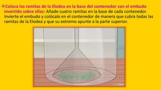 Coloca las ramitas de la Elodea en la base del contenedor con el embudo
invertido sobre ellas: Añade cuatro ramitas en la base de cada contenedor.
Invierte el embudo y colócalo en el contenedor de manera que cubra todas las
ramitas de la Elodea y que su extremo apunte a la parte superior.
 