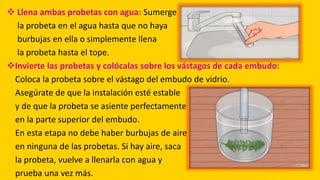  Llena ambas probetas con agua: Sumerge
la probeta en el agua hasta que no haya
burbujas en ella o simplemente llena
la probeta hasta el tope.
Invierte las probetas y colócalas sobre los vástagos de cada embudo:
Coloca la probeta sobre el vástago del embudo de vidrio.
Asegúrate de que la instalación esté estable
y de que la probeta se asiente perfectamente
en la parte superior del embudo.
En esta etapa no debe haber burbujas de aire
en ninguna de las probetas. Si hay aire, saca
la probeta, vuelve a llenarla con agua y
prueba una vez más.
 