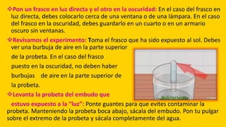 Pon un frasco en luz directa y el otro en la oscuridad: En el caso del frasco en
luz directa, debes colocarlo cerca de una ventana o de una lámpara. En el caso
del frasco en la oscuridad, debes guardarlo en un cuarto o en un armario
oscuro sin ventanas.
Revisamos el experimento: Toma el frasco que ha sido expuesto al sol. Debes
ver una burbuja de aire en la parte superior
de la probeta. En el caso del frasco
puesto en la oscuridad, no deben haber
burbujas de aire en la parte superior de
la probeta.
Levanta la probeta del embudo que
estuvo expuesto a la “luz”: Ponte guantes para que evites contaminar la
probeta. Manteniendo la probeta boca abajo, sácala del embudo. Pon tu pulgar
sobre el extremo de la probeta y sácala completamente del agua.
 