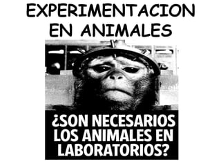 EXPERIMENTACION EN ANIMALES 