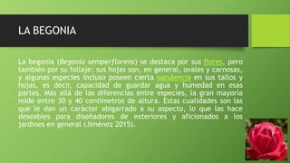 LA BEGONIA
La begonia (Begonia semperflorens) se destaca por sus flores, pero
también por su follaje: sus hojas son, en ge...