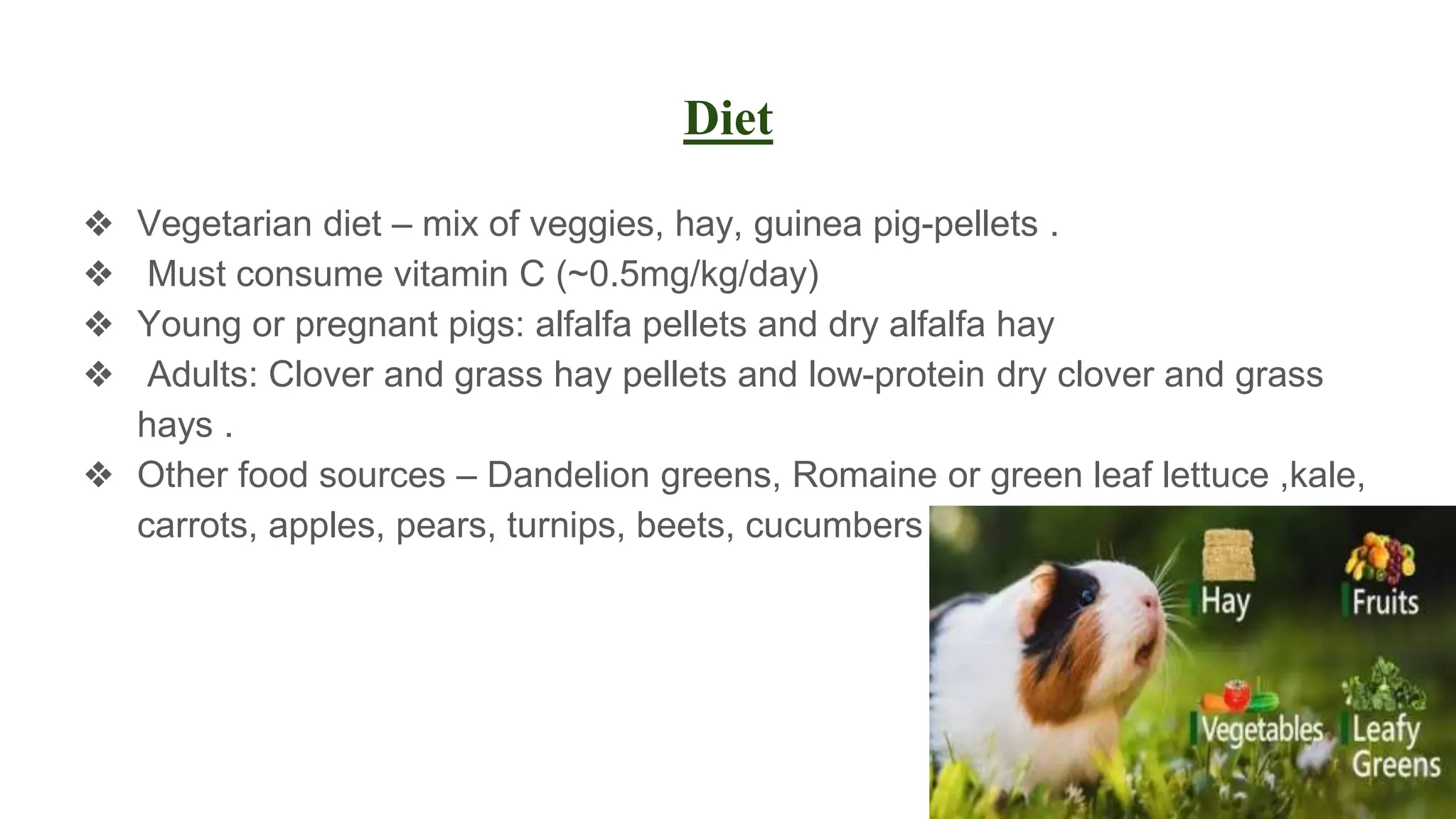 Curated visual reference: Experimental Animal Guinea Pigs Pptx Photo Inspiration