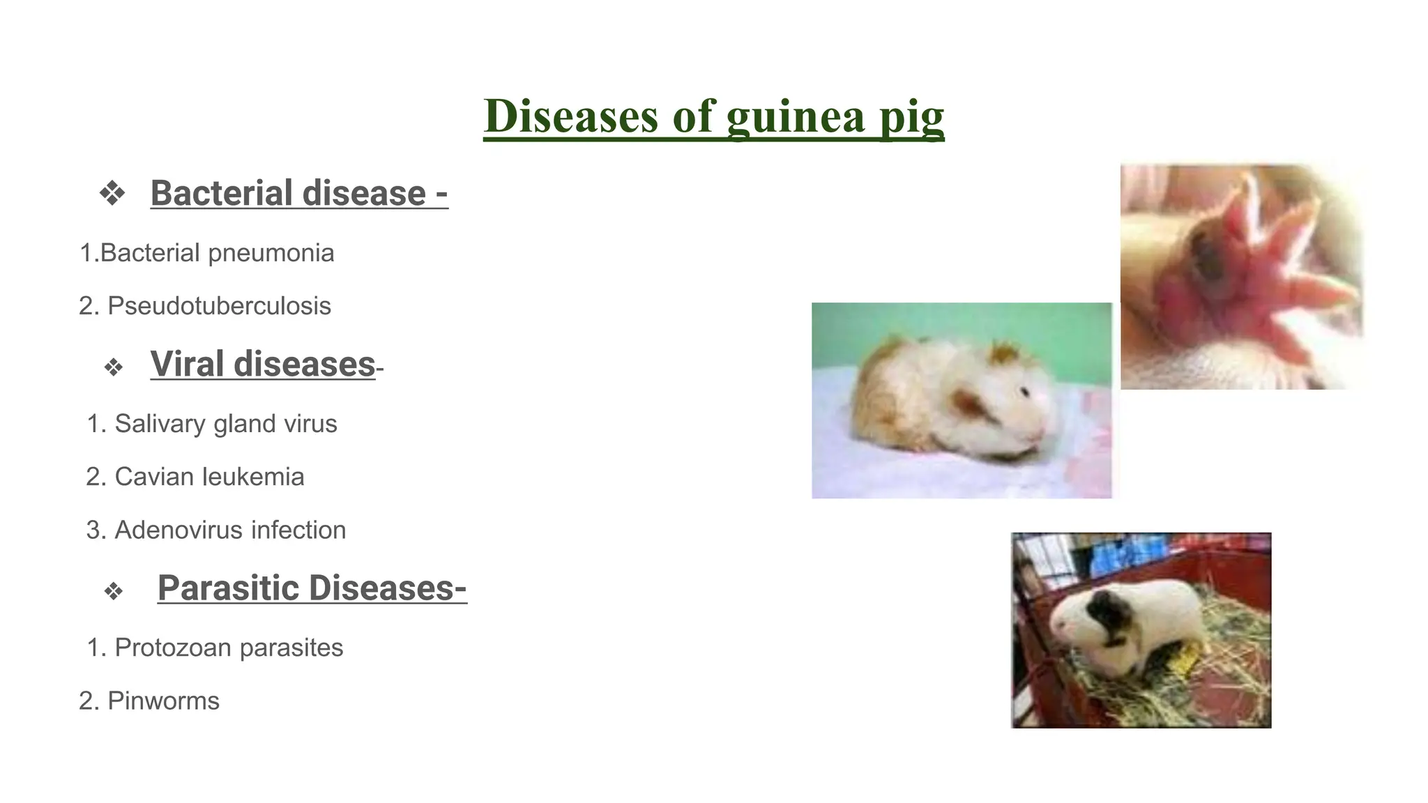 Experimental animal Guinea pigs.pptx - Guinea Pig Leukemia Treatment