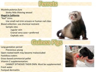 Mustela putorius furo
Stinky little thieving weasel
Illegal in California
“Nail” trims
Use small nail-trim scissors or human nail clips.
Blood collection: use chemical restraint
Sample sites
Jugular vein
Cranial vena cava—preferred
Cephalic vein
Long-gestation period
Precocious young
Open-rooted teeth may become maloccluded
Fastidious eaters
Grass-based commercial pellet
Vitamin C supplementation:
CANNOT SYTHESIZE THEIR OWN. Must be supplemented.
Fresh water
Footpad dermatitis
 