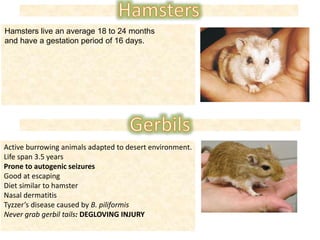 Hamsters live an average 18 to 24 months
and have a gestation period of 16 days.
Active burrowing animals adapted to desert environment.
Life span 3.5 years
Prone to autogenic seizures
Good at escaping
Diet similar to hamster
Nasal dermatitis
Tyzzer’s disease caused by B. piliformis
Never grab gerbil tails: DEGLOVING INJURY
 