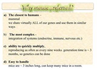 a) The closest to humans –
mammal
we share virtually ALL of our genes and use them in similar
ways
b) The most complex -
integration of systems (endocrine, immune, nervous etc.)
c) ability to quickly multiply,
reproducing as often as every nine weeks. generation time is ~ 3
months, so genetics can be done
d) Easy to handle
mice are ~ 3 inches long, can keep many mice in a room.
 