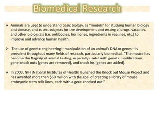  Animals are used to understand basic biology, as “models” for studying human biology
and disease, and as test subjects for the development and testing of drugs, vaccines,
and other biologicals (i.e. antibodies, hormones, ingredients in vaccines, etc.) to
improve and advance human health.
 The use of genetic engineering—manipulation of an animal’s DNA or genes—is
prevalent throughout many fields of research, particularly biomedical. “The mouse has
become the flagship of animal testing, especially useful with genetic modifications,
gene knock outs [genes are removed], and knock ins [genes are added].
 In 2003, NIH [National Institutes of Health] launched the Knock out Mouse Project and
has awarded more than $50 million with the goal of creating a library of mouse
embryonic stem cells lines, each with a gene knocked out.”
 