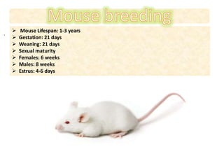  Mouse Lifespan: 1-3 years
 Gestation: 21 days
 Weaning: 21 days
 Sexual maturity
 Females: 6 weeks
 Males: 8 weeks
 Estrus: 4-6 days
.
 