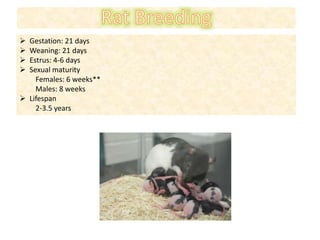  Gestation: 21 days
 Weaning: 21 days
 Estrus: 4-6 days
 Sexual maturity
Females: 6 weeks**
Males: 8 weeks
 Lifespan
2-3.5 years
 
