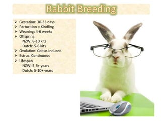 Gestation: 30-33 days
 Parturition = Kindling
 Weaning: 4-6 weeks
 Offspring
NZW: 8-10 kits
Dutch: 5-6 kits
 Ovulation: Coitus Induced
 Estrus: Continuous
 Lifespan
NZW: 5-6+ years
Dutch: 5-10+ years
 
