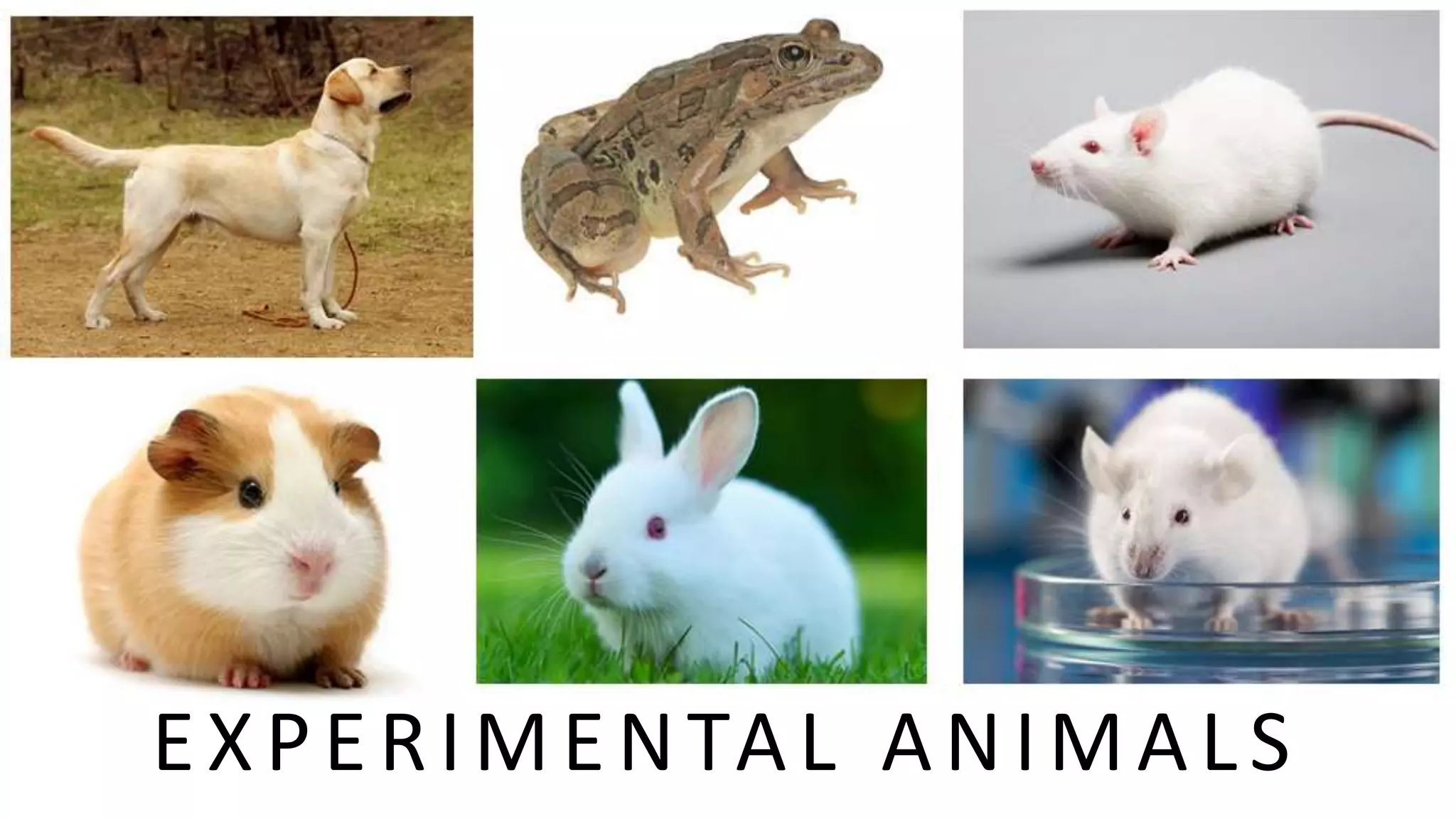 Experimental Animals used in Pharmacology and Toxicology PPT