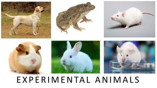EXPERIMENTAL ANIMALS
 