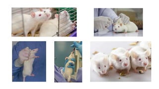EXPERIMENTAL USES OF RATS
• Psychopharmacological studies
• study of analgesics and anticonvulsants
• bioassay of various ...