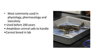 Experimental Animals used in Pharmacology and Toxicology