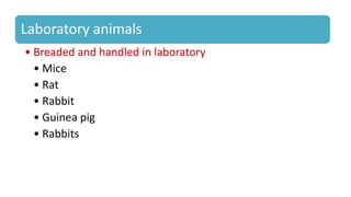 Laboratory animals
• Breaded and handled in laboratory
• Mice
• Rat
• Rabbit
• Guinea pig
• Rabbits
 