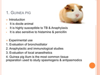Experimental animals used in pharmacology | PPTX