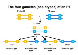 The four gametes (haplotypes) of an F1
               P1: AABB                            P2: aabb

                   A          B                     a         b
                   A          B                     a         b

                                    F1: AaBb

                                     A         B
                                     a         b
                                     Meiosis



A              B          A              b     a          B       a             b
     (1-r)/2                  r/2                   r/2               (1-r)/2
                                                                              19
Parental type             Recombinant          Recombinant        Parental type
                              type                 type
 