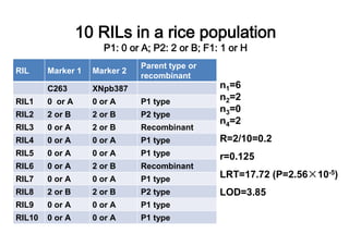 Parent type or
RIL     Marker 1   Marker 2
                              recombinant
        C263       XNpb387                     n1=6
RIL1    0 or A     0 or A     P1 type
                                               n2=2
                                               n3=0
RIL2    2 or B     2 or B     P2 type
                                               n4=2
RIL3    0 or A     2 or B     Recombinant
RIL4    0 or A     0 or A     P1 type          R=2/10=0.2
RIL5    0 or A     0 or A     P1 type          r=0.125
RIL6    0 or A     2 or B     Recombinant
RIL7    0 or A     0 or A     P1 type          LRT=17.72 (P=2.56   10-5)
RIL8    2 or B     2 or B     P2 type          LOD=3.85
RIL9    0 or A     0 or A     P1 type
RIL10   0 or A     0 or A     P1 type
 