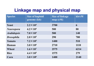 Linkage map and physical map
Species       Size of haploid   Size of linkage   kb/cM
              genome (kb)       map (cM)

Yeast         2.2   104         3700              6
Neurospora    4.2   104         500               80
Arabidopsis   7.0   104         500               140
Drosophila    2.0   105         290               700
Tomato        7.2   105         1400              510
Human         3.0   106         2710              1110
Wheat         1.6   107         2575              6214
Rice          4.4   105         1575              279
                                                          49
Corn          3.0   106         1400              2140
 
