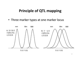 mm   Mm   MM              mm   Mm   MM

A.                        B.
     QTL                       QTL
 