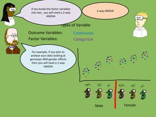 Outcome Variables:
Factor Variables:
Types of Variable
Categorical
Continuous
If you break the factor variables
into two , you will need a 2-way
ANOVA
For example, if you plan to
analyse your data looking at
genotype AND gender effects
then you will need a 2-way
ANOVA
-/-+/-+/+ -/-+/-+/+
Male Female
2 way ANOVA
 