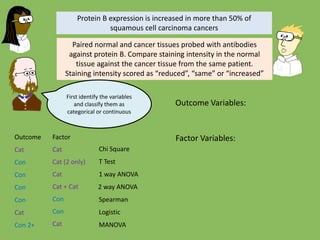 Chi Square
T Test
1 way ANOVA
Spearman
Logistic
MANOVA
Outcome Factor
Cat Cat
Cat (2 only)
Cat
Cat
Cat
Con
Con
2 way ANOVACon
Con Con
Con
Con 2+
Protein B expression is increased in more than 50% of
squamous cell carcinoma cancers
Paired normal and cancer tissues probed with antibodies
against protein B. Compare staining intensity in the normal
tissue against the cancer tissue from the same patient.
Staining intensity scored as “reduced”, “same” or “increased”
First identify the variables
and classify them as
categorical or continuous
Outcome Variables:
Factor Variables:
Cat + Cat
 