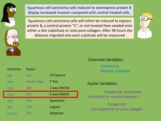 Chi Square
T Test
1 way ANOVA
Spearman
Logistic
MANOVA
Outcome Factor
Cat Cat
Cat (2 only)
Cat
Cat
Cat
Con
Con
2 way ANOVACatCon
Con Con
Con
Con 2+
Squamous cell carcinoma cells induced to overexpress protein B
display increased invasion compared with control treated cells.
Squamous cell carcinoma cells will either be induced to express
protein B, a control protein “C”, or not treated then seeded onto
either a skin substitute or onto pure collagen. After 48 hours the
distance migrated into each substrate will be measured
Outcome Variables:
Factor Variables:
Continuous
distance migrated
Categorical: Untreated,
+Protein B or +control protein C
Categorical:
skin substitute or pure collagen
 
