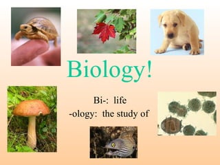 Biology! Bi-:  life -ology:  the study of  