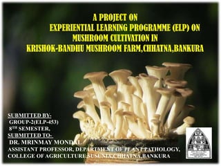 A PROJECT ON
EXPERIENTIAL LEARNING PROGRAMME (ELP) ON
MUSHROOM CULTIVATION IN
KRISHOK-BANDHU MUSHROOM FARM,CHHATNA,BANKURA
SUBMITTED BY-
GROUP-2(ELP-453)
8TH SEMESTER,
SUBMITTED TO-
DR. MRINMAY MONDAL
ASSISTANT PROFESSOR, DEPARTMENT OF PLANT PATHOLOGY,
COLLEGE OF AGRICULTURE,SUSUNIA,CHHATNA,BANKURA
 