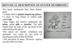 BOTANICAL DESCRIPTION OF OYSTER MUSHROOM
The oyster mushrooms have three distinct
parts-
• a fleshy shell or spatula shaped cap (pileus)
• a short or long lateral or central stalk
called stipe
• long ridges and furrows underneath the
pileus called gills or lamellae. The gills
stretch from the edge of the cap down to the
stalk and bear the spores.
•The spores are smooth, cylindrical and
germinate very easily on any kind of
mycological media within 48-96 hrs.
• The mycelium of many Pleurotus species
are pure white in colour.
 