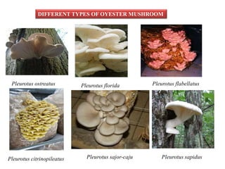 DIFFERENT TYPES OF OYESTER MUSHROOM
Pleurotus sajor-caju
Pleurotus florida
Pleurotus sapidus
Pleurotus ostreatus
Pleurotus citrinopileatus
Pleurotus flabellatus
 