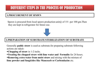 DIFFERENT STEPS IN THE PROCESS OF PRODUCTION
1.PROCUREMENT OF SPAWN
2.PREPARATION OF SUBSTRATE/STERILIZATION OF SUBSTRATE
Generally paddy straw is used as substrate.for preparing substrate following
actions are taken-
Chopping of straw in 1-2 inchs.
Treating the chopped straw with lime water and Formalin for 24 hours.
Removing extra water from moist straw and mixing with the mixture of
lime powder and fungicides like Mancozeb or Carbendazim etc.
Spawn is procured from local spawn production unit@ of 15/- per 100 gm.Then
they are kept in refrigerator for future use.
 