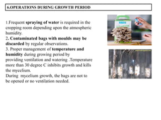 6.OPERATIONS DURING GROWTH PERIOD
1.Frequent spraying of water is required in the
cropping room depending upon the atmospheric
humidity.
2. Contaminated bags with moulds may be
discarded by regular observations.
3. Proper management of temperature and
humidity during growing period by
providing ventilation and watering .Temperature
more than 30 degree C inhibits growth and kills
the mycelium.
During mycelium growth, the bags are not to
be opened or no ventilation needed.
 