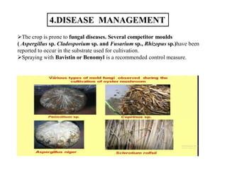 4.DISEASE MANAGEMENT
The crop is prone to fungal diseases. Several competitor moulds
( Aspergillus sp. Cladosporium sp. and Fusarium sp., Rhizopus sp.)have been
reported to occur in the substrate used for cultivation.
Spraying with Bavistin or Benomyl is a recommended control measure.
 