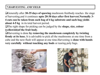 7.HARVESTING AND YIELD
Generally after 30-35 days of spawing mushroom fruitbody reaches the stage
of harvesting,and it continues upto 20-30 days after first harvest.Normally 3-
4 cuts can be taken from each bag of 4 kg substrate and such bag yields
about 4-5 kg in its total harvest period.
The right shape for picking can be judged by the shape, size, colour
(yellowish)of the fruit body.
Harvesting is done by removing the mushroom completely by twisting
firmly at its base. It is advisable to pick all the mushrooms at one time from a
cube and the next flush will appear at one time.Harvesting is done with hands
very carefully without touching any buds or tearing poly bags.
 