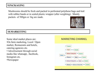 9.PACKAGING
Mushrooms should be fresh and packed in perforated polythene bags and tied
with rubber bands or in sealed plastic wrapper (after weighting) . Mainly
packets of 500gm or 1kg are made.
10.MARKETING
Some ideal market places are:
•On farm marketing, Local / Open
market, Restaurants and hotels,
catering agencies etc.
• Advertisement through social
media like whatsapp , facebook,
Instagram etc.
•Newspaper
 