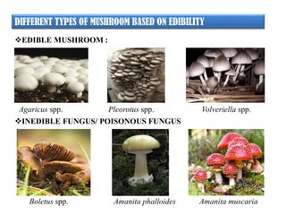 DIFFERENT TYPES OF MUSHROOM BASED ON EDIBILITY
Agaricus spp. Pleorotus spp. Volveriella spp.
EDIBLE MUSHROOM :
INEDIBLE FUNGUS/ POISONOUS FUNGUS
Boletus spp. Amanita phalloides Amanita muscaria
 