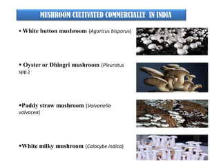 MUSHROOM CULTIVATED COMMERCIALLY IN INDIA
 White button mushroom (Agaricus bisporus)
 Oyster or Dhingri mushroom (Pleurotus
spp.)
Paddy straw mushroom (Volvariella
volvacea)
White milky mushroom (Calocybe indica)
 