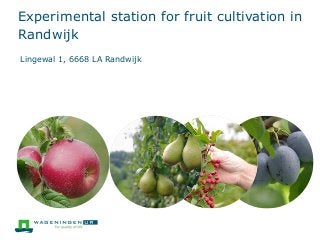 Experimental station for fruit cultivation in 
Randwijk 
Lingewal 1, 6668 LA Randwijk 
 