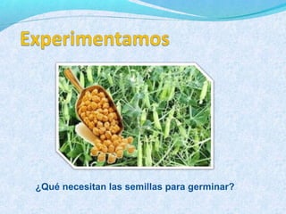 ¿Qué necesitan las semillas para germinar?
 