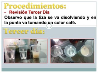 - Revisión Tercer Día
Observo que la tiza se va disolviendo y en
la punta va tomando un color café.
 