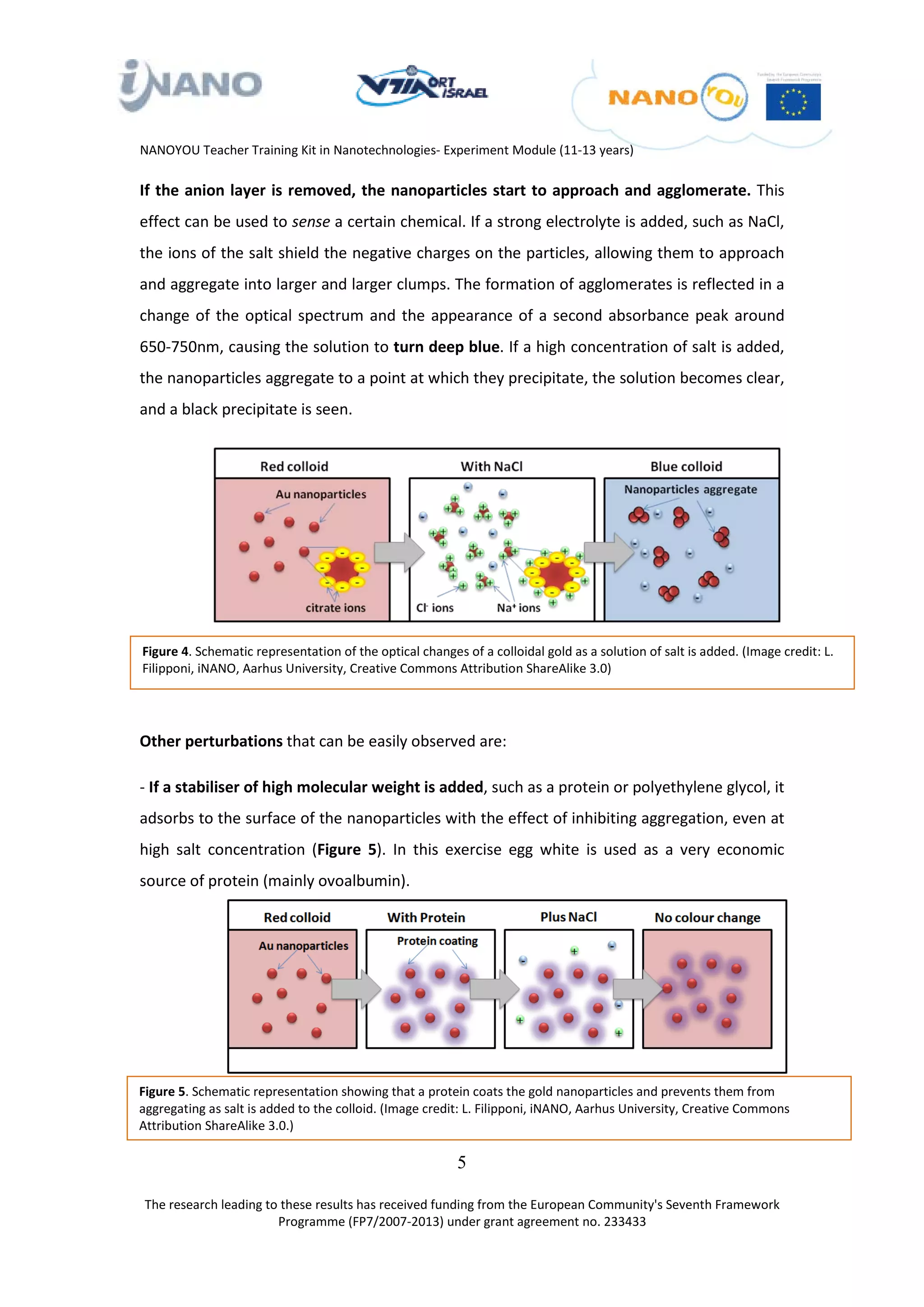NANOYOU Teacher Training Kit in Nanotechnologies- Experiment Module (11-13 years)

If the anion layer is removed, the nanoparticles start to approach and agglomerate. This
effect can be used to sense a certain chemical. If a strong electrolyte is added, such as NaCl,
the ions of the salt shield the negative charges on the particles, allowing them to approach
and aggregate into larger and larger clumps. The formation of agglomerates is reflected in a
change of the optical spectrum and the appearance of a second absorbance peak around
650-750nm, causing the solution to turn deep blue. If a high concentration of salt is added,
the nanoparticles aggregate to a point at which they precipitate, the solution becomes clear,
and a black precipitate is seen.




Figure 4. Schematic representation of the optical changes of a colloidal gold as a solution of salt is added. (Image credit: L.
Filipponi, iNANO, Aarhus University, Creative Commons Attribution ShareAlike 3.0)




Other perturbations that can be easily observed are:

- If a stabiliser of high molecular weight is added, such as a protein or polyethylene glycol, it
adsorbs to the surface of the nanoparticles with the effect of inhibiting aggregation, even at
high salt concentration (Figure 5). In this exercise egg white is used as a very economic
source of protein (mainly ovoalbumin).




Figure 5. Schematic representation showing that a protein coats the gold nanoparticles and prevents them from
aggregating as salt is added to the colloid. (Image credit: L. Filipponi, iNANO, Aarhus University, Creative Commons
Attribution ShareAlike 3.0.)

                                                         5

The research leading to these results has received funding from the European Community's Seventh Framework
                       Programme (FP7/2007-2013) under grant agreement no. 233433
 
