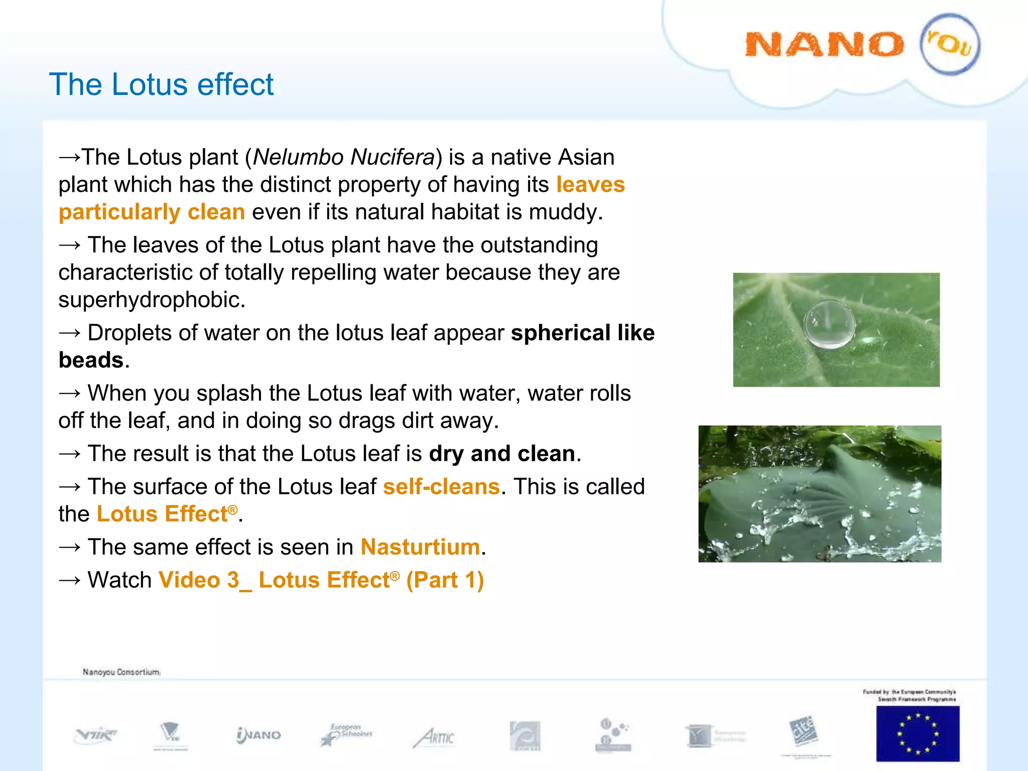 The Lotus effect The Lotus plant ( Nelumbo Nucifera ) is a native Asian plant which has the distinct property of having its  leaves particularly clean  even if its natural habitat is muddy.  The leaves of the Lotus plant have the outstanding characteristic of totally repelling water because they are superhydrophobic.  Droplets of water on the lotus leaf appear  spherical like beads .  When you splash the Lotus leaf with water, water rolls off the leaf, and in doing so drags dirt away. The result is that the Lotus leaf is  dry and clean .  The surface of the Lotus leaf  self-cleans . This is called the  Lotus Effect ® . The same effect is seen in  Nasturtium . Watch  Video 3_ Lotus Effect ®  (Part 1) 