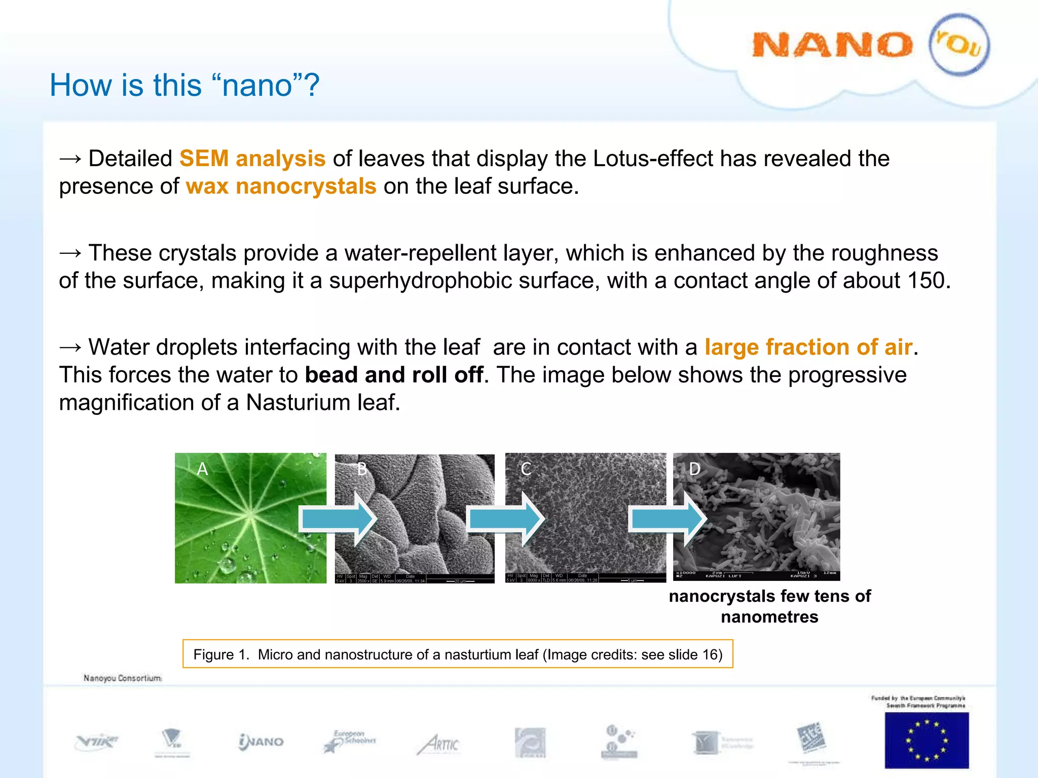 How is this “nano”? Detailed  SEM analysis  of leaves that display the Lotus-effect has revealed the presence of  wax nanocrystals  on the leaf surface.  These crystals provide a water-repellent layer, which is enhanced by the roughness of the surface, making it a superhydrophobic surface, with a contact angle of about 150. Water droplets interfacing with the leaf  are in contact with a  large fraction of air . This forces the water to  bead and roll off . The image below shows the progressive magnification of a Nasturium leaf.  nanocrystals few tens of nanometres Figure 1.  Micro and nanostructure of a nasturtium leaf (Image credits: see slide 16) A  B  C  D  